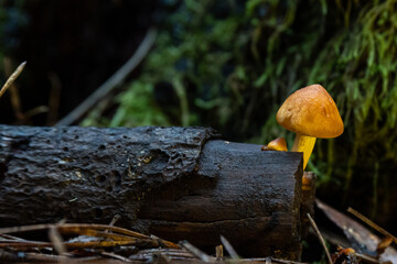 Little mushroom in the green forest