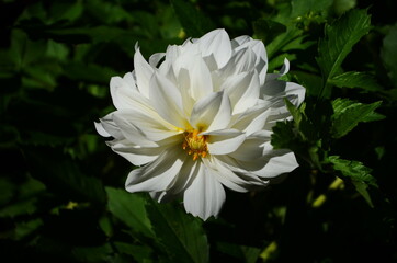 Defocused pastel dahlia macro, floral abstract background. Close up of flower dahlia for background