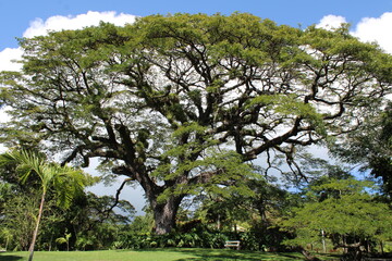 Island St. Kitts in the Caribbean (St. Kitts Karibik), Rain Tree (Samanea saman) (Regenbaum)