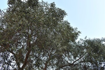 Olive tree with ripe olives on the branches