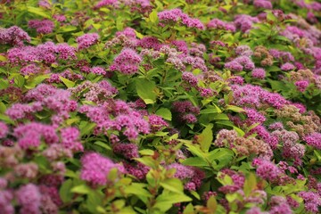 Obraz premium Purple and green Spirea Goldmound shrub 