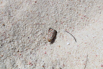 Island Anguilla in the Caribbean, heliotrope moth (utetheisa pulchelloides)