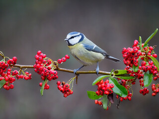 Blue tit, Cyanistes caeruleus