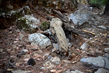 forest ground covered with wood pieces and pine cones