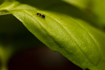 Little ant walking on a green leaf