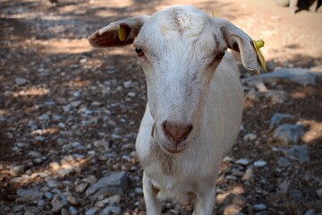 White goat is looking at camera