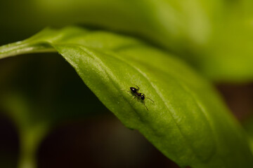 Little ant walking on a green leaf