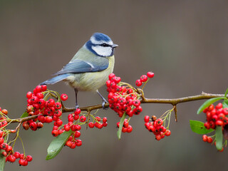 Blue tit, Cyanistes caeruleus