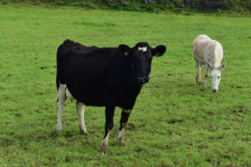 White Donkey with a Black Cow in a Grass Field