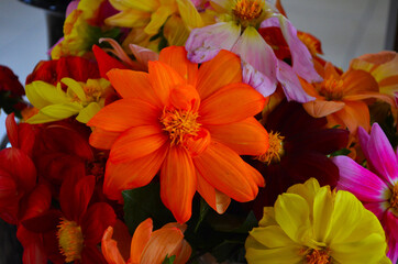 Defocused pastel dahlia macro, floral abstract background. Close up of flower dahlia for background