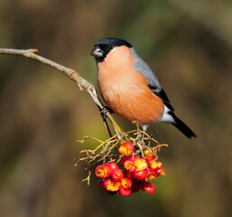 Bullfinch, Pyrrhula pyrrhula