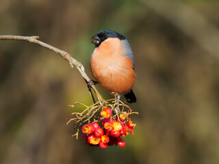 Bullfinch, Pyrrhula pyrrhula