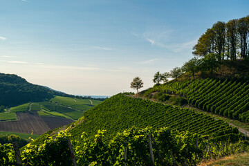 Vineyard by Castell 