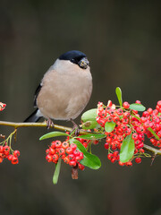 Eurasian bullfinch, Pyrrhula pyrrhula