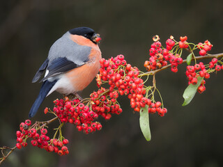 Eurasian bullfinch, Pyrrhula pyrrhula