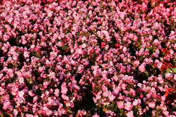 Fototapeta premium Blooming pink Begonia in the garden