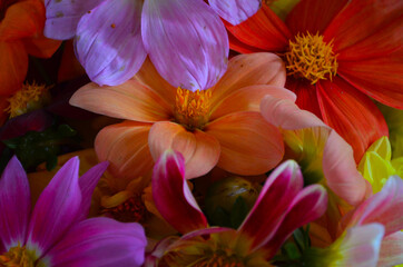 Defocused pastel dahlia macro, floral abstract background. Close up of flower dahlia for background