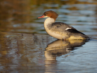 Goosander, Mergus merganser,