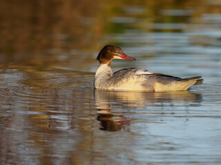 Goosander, Mergus merganser,