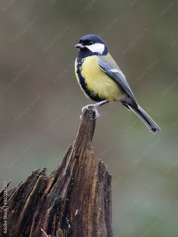 Sticker Great tit, Parus major