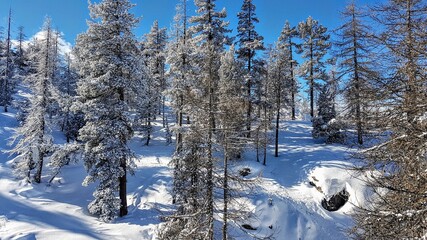 snow covered trees