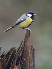 Great tit, Parus major