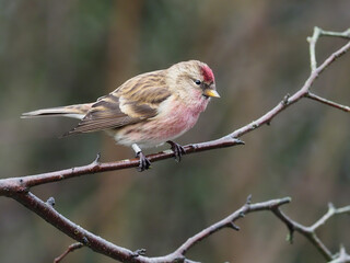 Lesser redpoll, Acanthis cabaret
