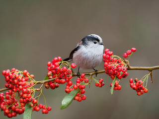 Long-tailed tit, Aegithalos caudatus