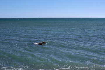 Obraz premium Beach shore with rock