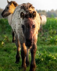 wild konik horse © Bryan