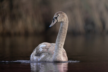 Beautiful swan