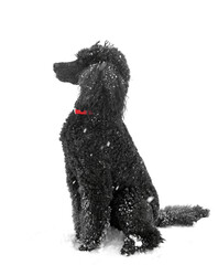 Black Standard Poodle on snow in winter