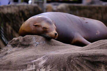 SeaLion