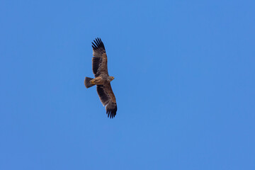 Eastern imperial eagle