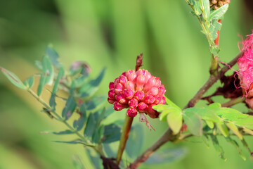 Red Calliandra Haematocephala Hassk flower are blooming