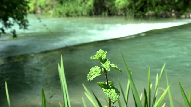 Main source of the Jordan riwer near ancient city Baniyas in Israel at the foot of Mount Hermon, 4K