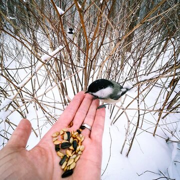 Une m&eacute;sange &agrave; t&ecirc;te noire sur une main