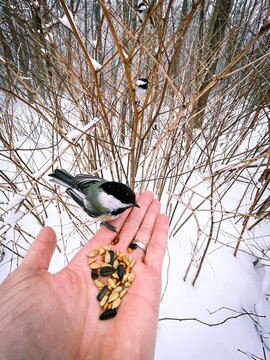 Une m&eacute;sange &agrave; t&ecirc;te noire sur une main