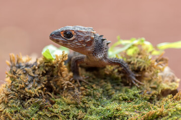 Crocodile skink lizard on a tree branch
