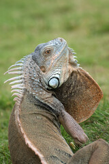 Big red iguana walking on the grass