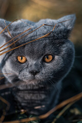 Close up on a beautiful British shorthair blue kitten with copper eyes , with grass in front and behing her, shallow focus on the kitten but the green and yellow blades of late autumn grass are blurre © gabriela