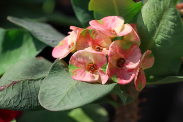 Euphorbia milii Desmoul flower