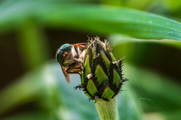 Close up of a horse fly peeking from beind a flower