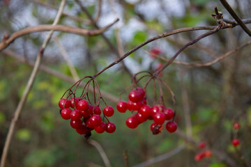 red berries of viburnum