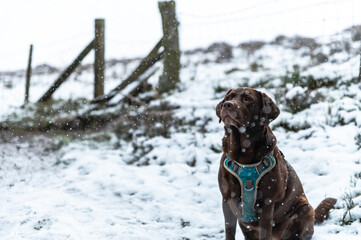 Chocolate labrador sat in falling snow in the woods of south wales uk.