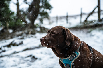Chocolate labrador sat in falling snow in the woods of south wales uk.