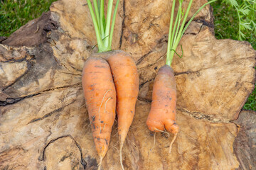Ugly organic carrot with green tops. Food waste concept.  Horizontal orientation.