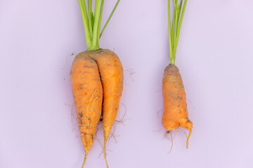 Ugly organic carrot with green tops on a light background. Food waste concept.  Horizontal orientation.