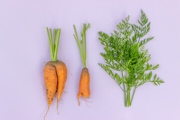Ugly organic carrot with green tops on a light background. Food waste concept.  Horizontal orientation.