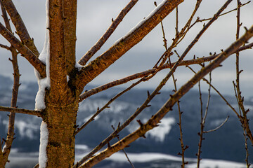verschneite Aste im Winterwald